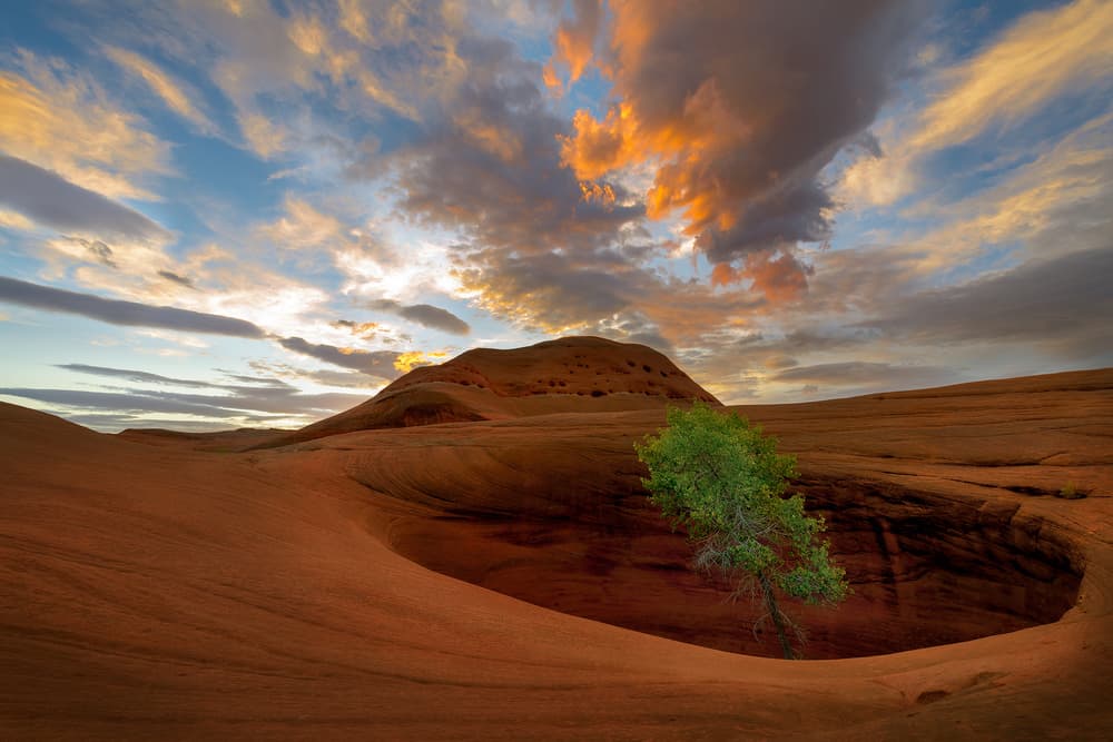 Lone Tree Desert Sunset by Andy Wu — canvas wall art