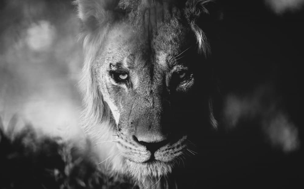 Intense Lion Gaze by Shawn Orbe — canvas wall art