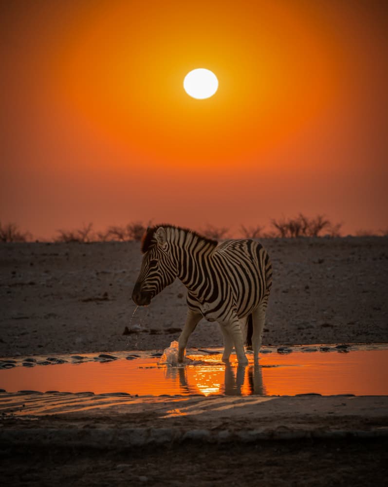 Zebra Sunset Reflection by Isam Telhami — canvas wall art
