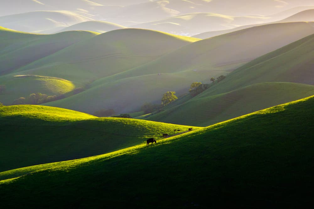Serene Golden Hills by Dianne Mao — canvas wall art