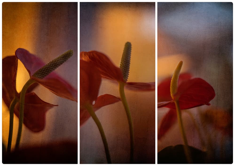 Tropical Anthurium Glow by Katarina Holmström — canvas wall art