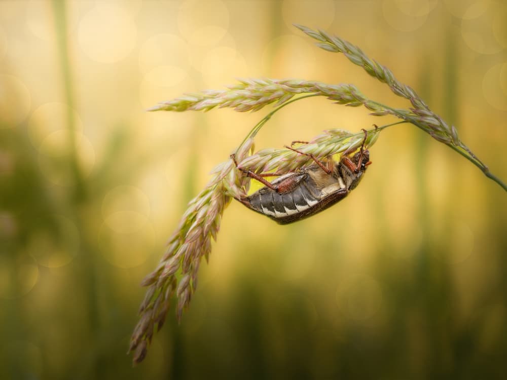 Golden Hour Beetle by Cristiano Giani — canvas wall art