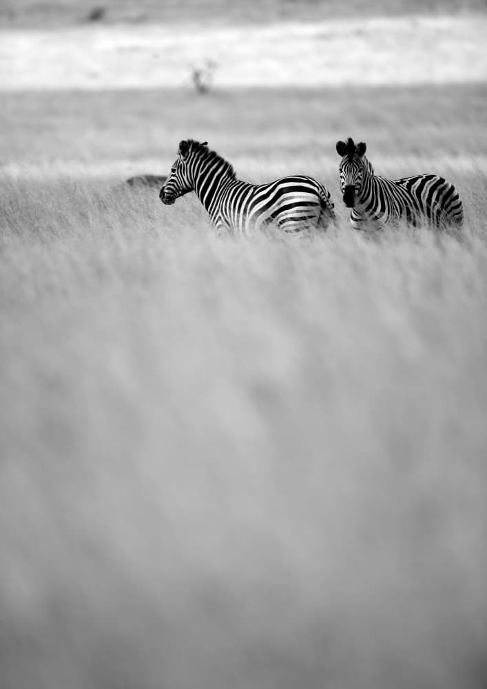 Zebras in the Mist by Shot by Clint — canvas wall art