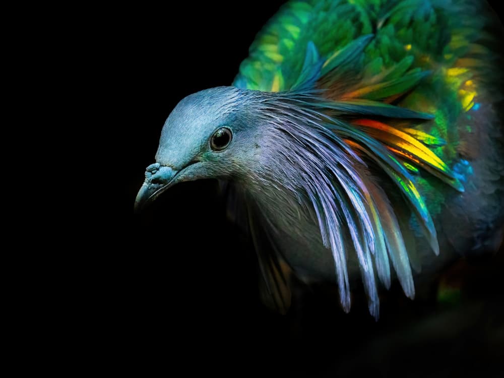 Iridescent Nicobar Pigeon by Ling  Lu — canvas wall art