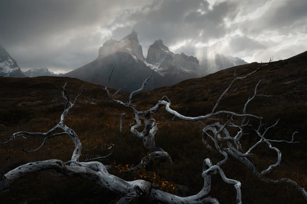 Twisted Branches Patagonia Peaks by Yongnan Li (李永男) — canvas wall art