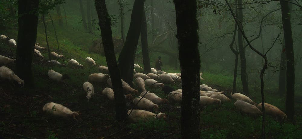 Misty Forest Sheep by Abbas Arabzadeh — canvas wall art