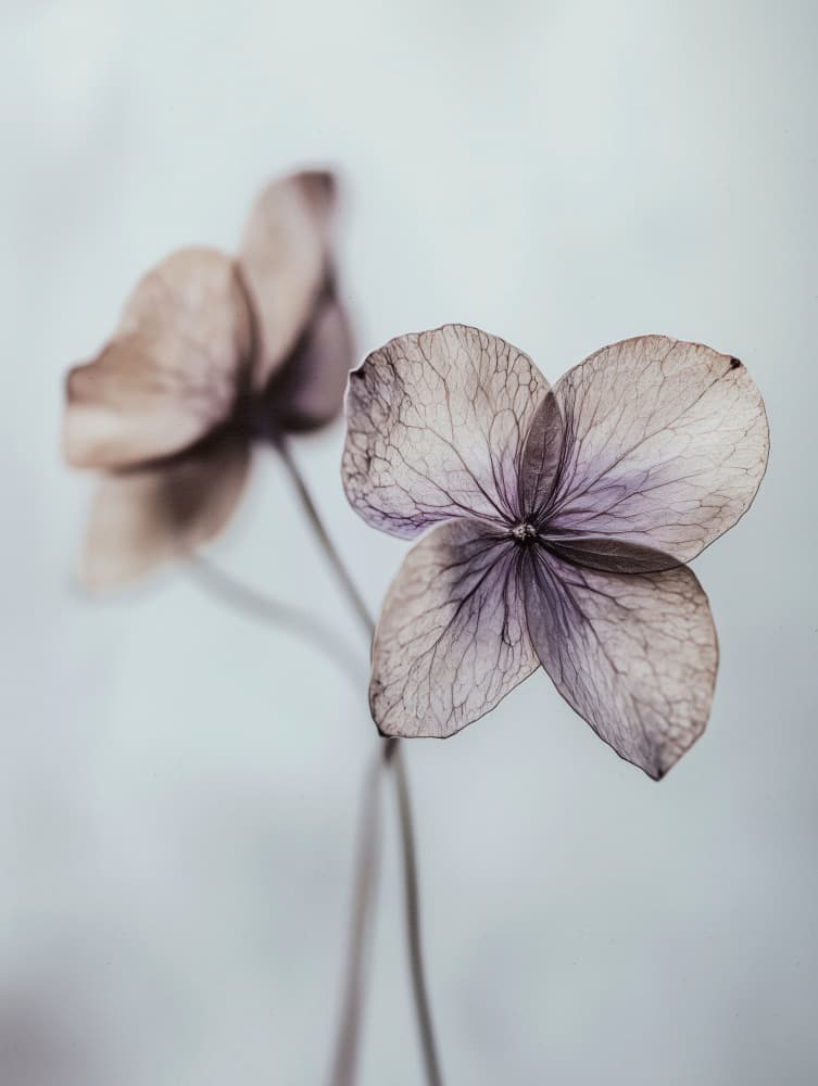 Ethereal Petals by Treechild — canvas wall art