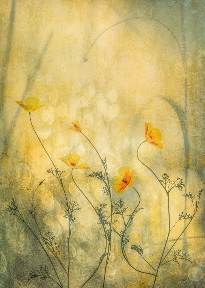 Dreamy Yellow Poppies by Hilda van der Lee — canvas wall art