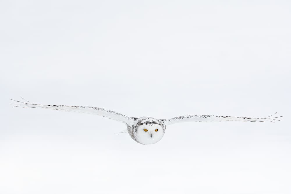 White on white by Massimo Felici — canvas wall art