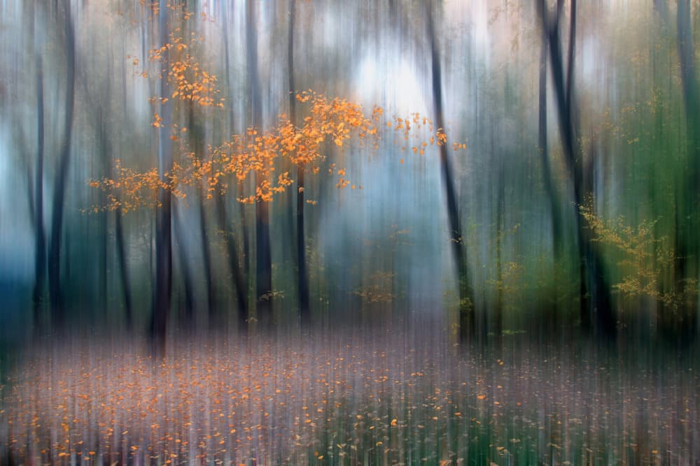 Blurred Autumn Forest by Alexander Kiyashko — canvas wall art