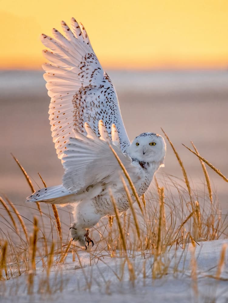 Snowy Owl Golden Flight by Tao Huang — canvas wall art
