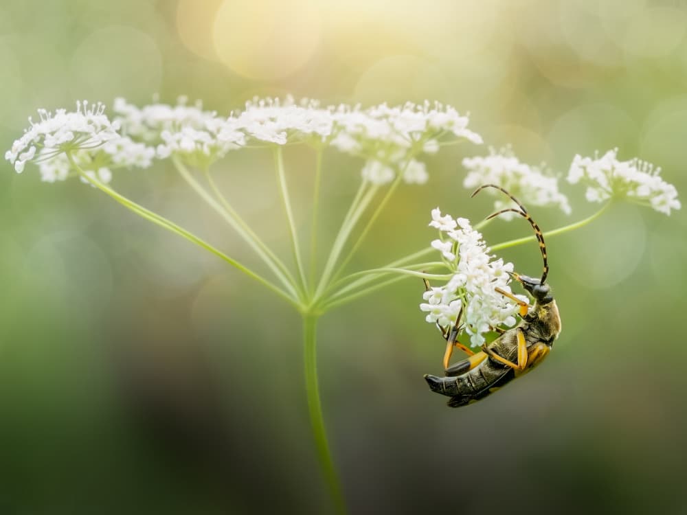 Longhorn Beetle Bloom by Cristiano Giani — canvas wall art