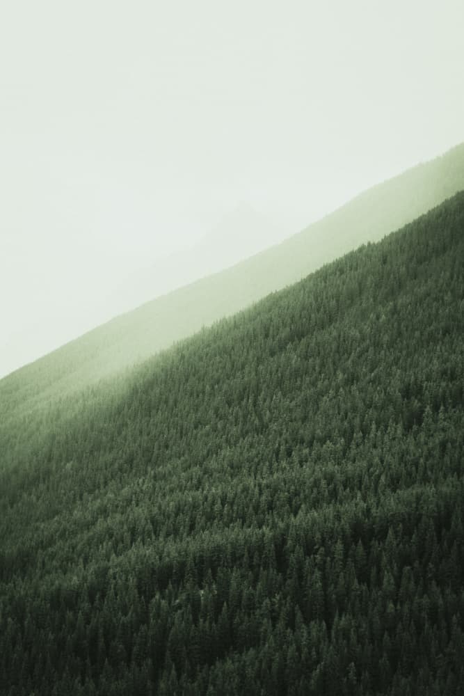 Misty Forest Slopes by Lynann Colligan — canvas wall art