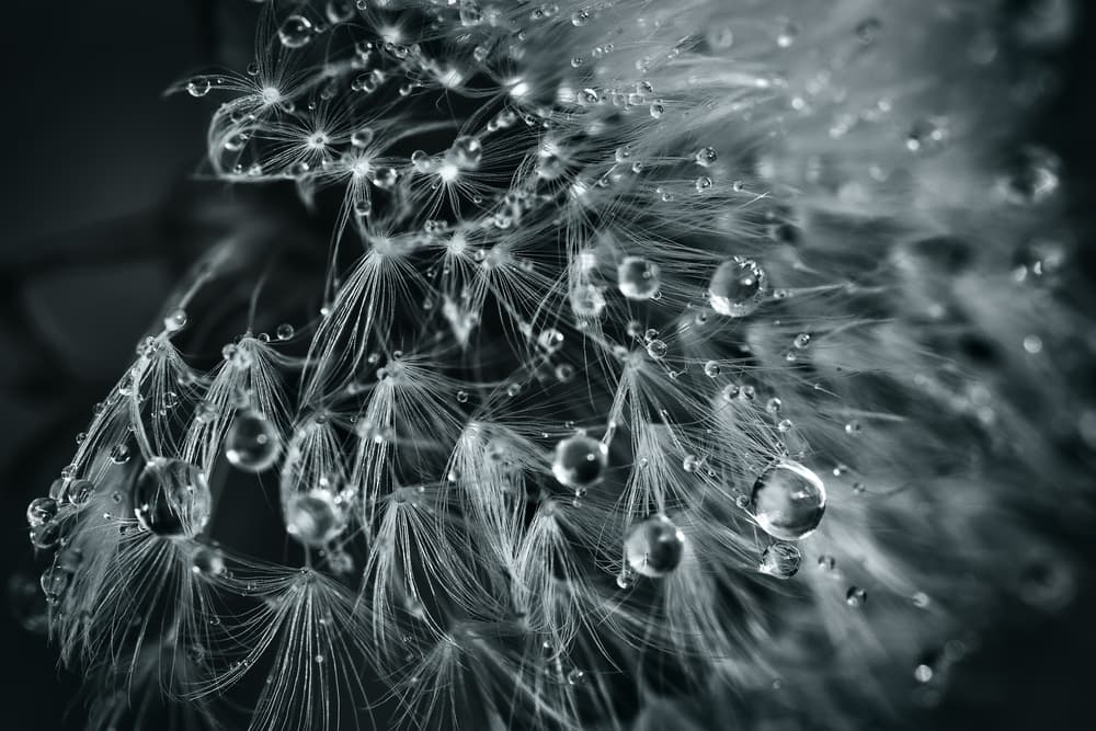 Dewy Dandelion Seeds by Patrick Aurednik — canvas wall art