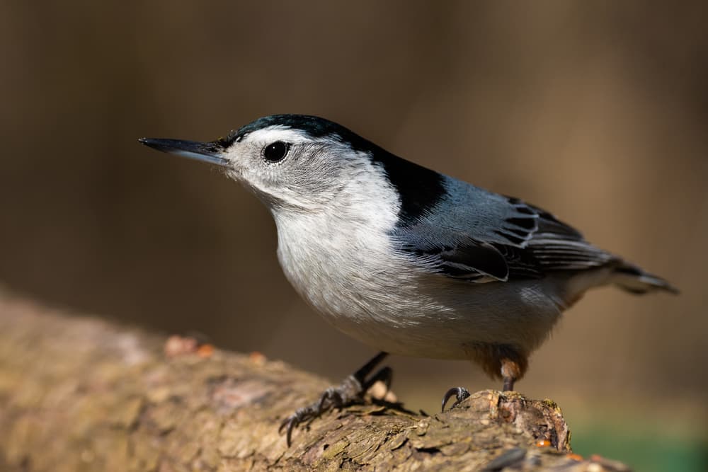 White Nuthatch by Darlene Hewson — canvas wall art