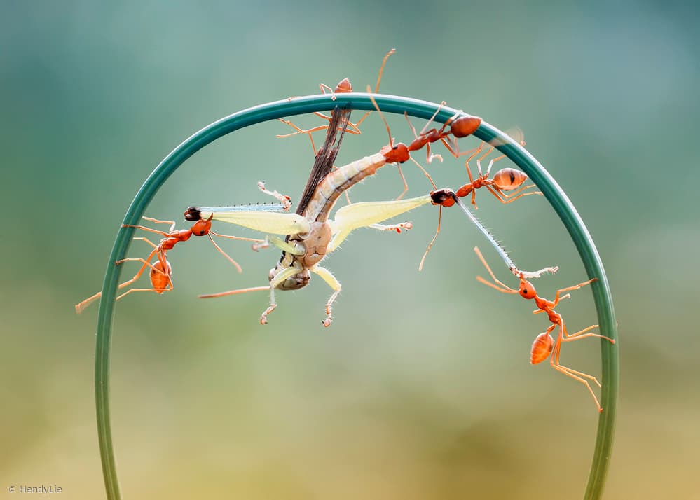 Red Ants Teamwork by Hendy Mp — canvas wall art
