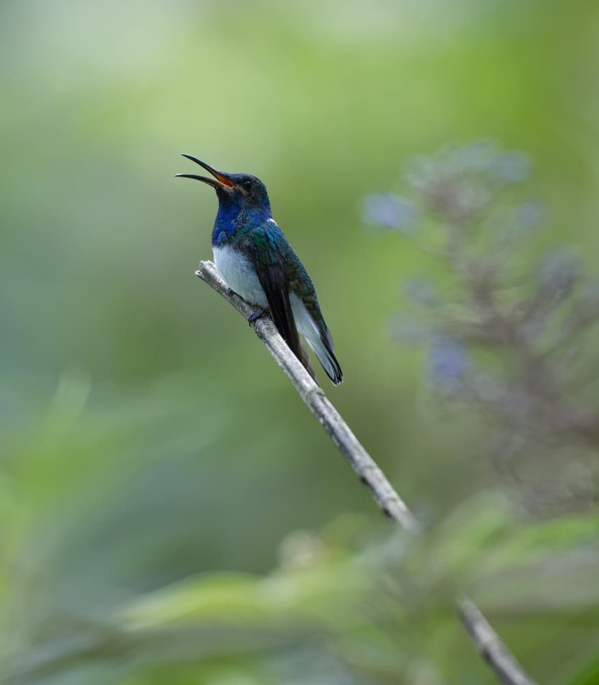 Vibrant Hummingbird Perched by Xiaojian Huang — canvas wall art