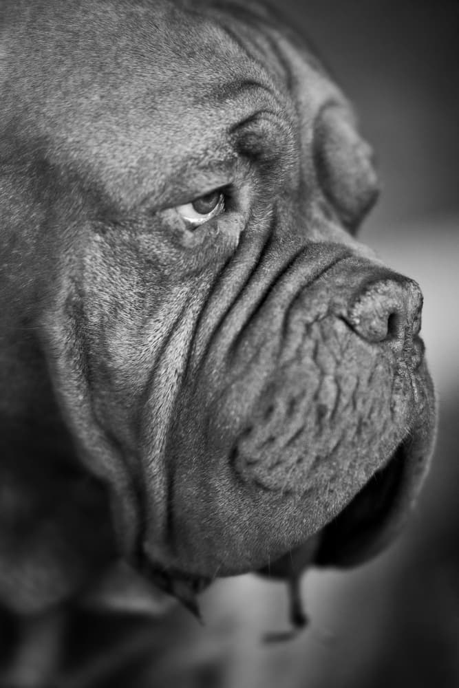Pensive Mastiff Gaze by engin akyurt — canvas wall art