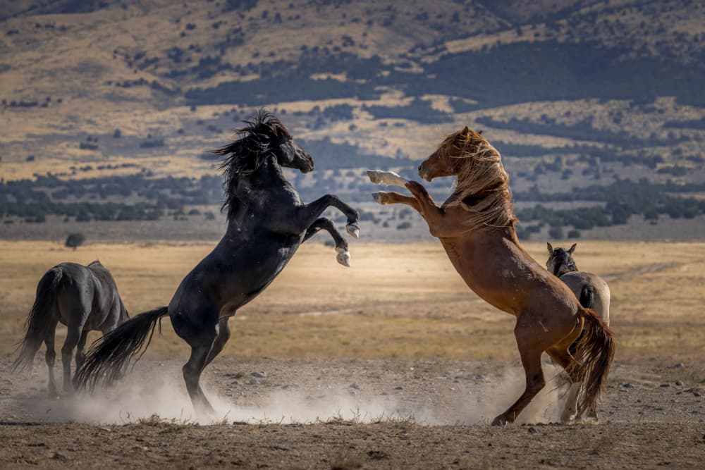 Wild Horse Battle by Lisa Aurora Campbell — canvas wall art