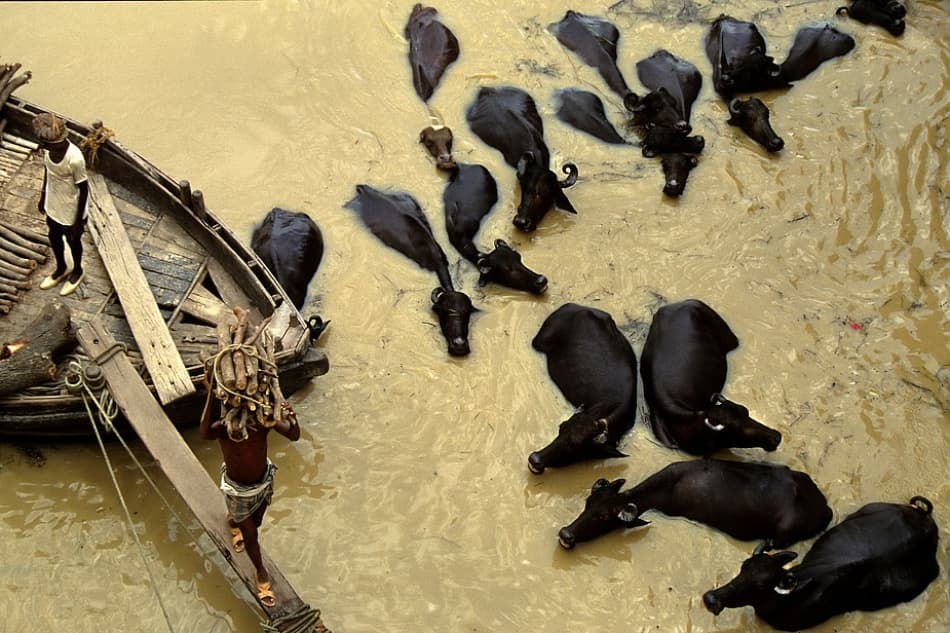 Water Buffalo River Crossing by Lou Urlings — canvas wall art