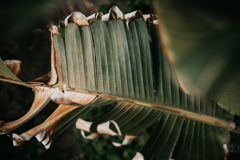 Fading Banana Leaf by Tim Mossholder — canvas wall art