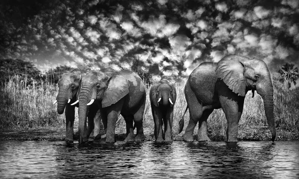 Majestic Elephants At Water by Antonio Grambone — canvas wall art