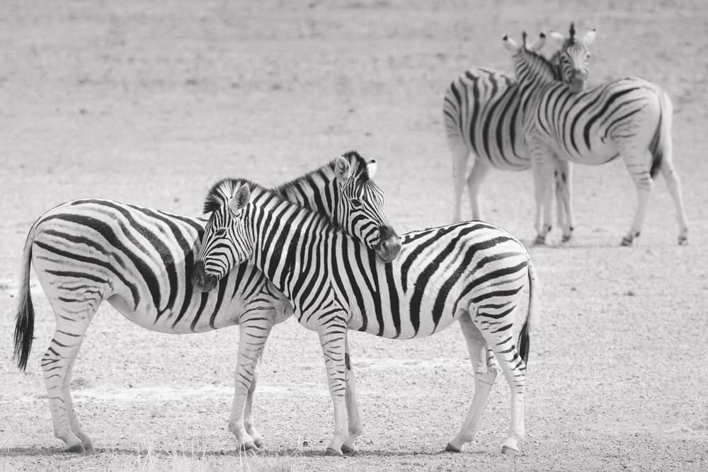 African Zebra Pair by Hannes Bertsch — canvas wall art
