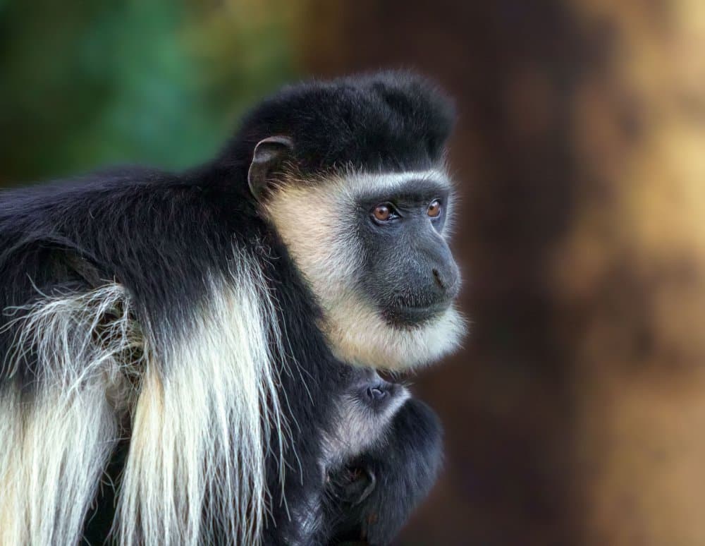 Colobus Monkey Mother and Child by joanaduenas — canvas wall art