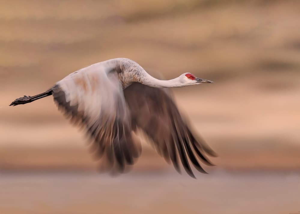 Graceful Crane Flight by Ming Chen — canvas wall art