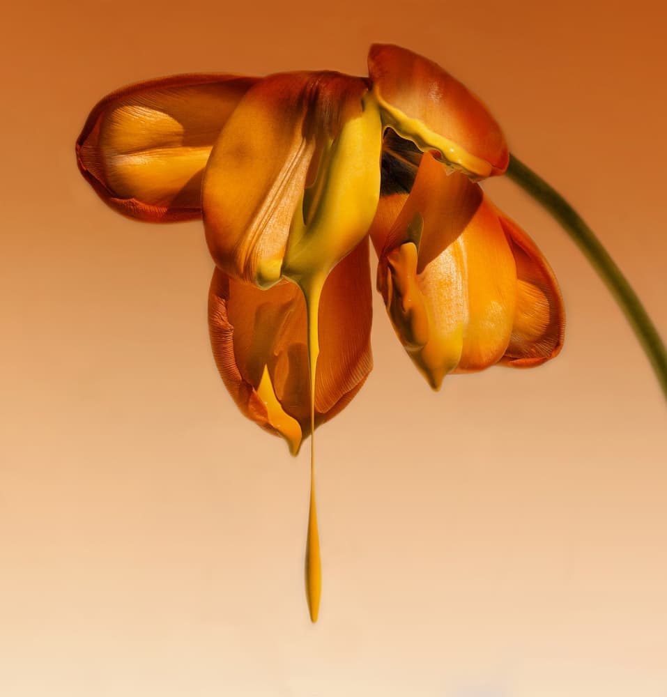 Dripping Orange Blooms by Kent Mathiesen — canvas wall art