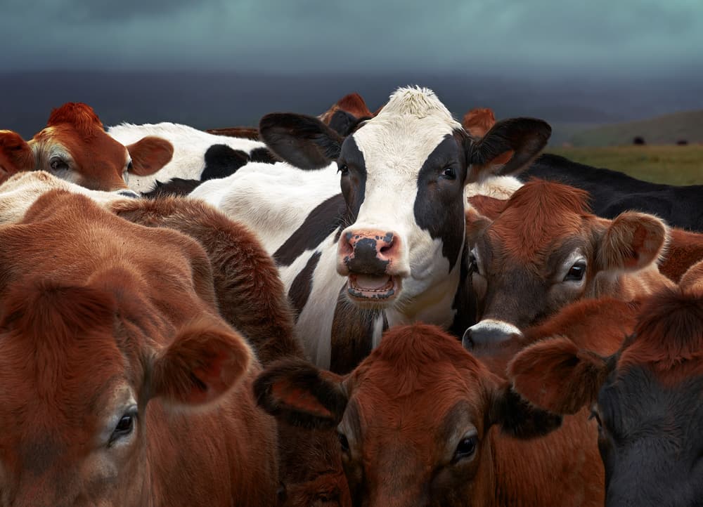 Curious Herd Of Cows by Gary Perlow — canvas wall art