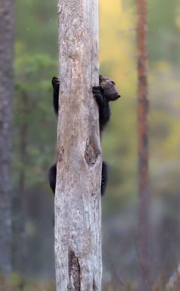 Young Wolverine Climbs Tree by Marco Barisone — canvas wall art