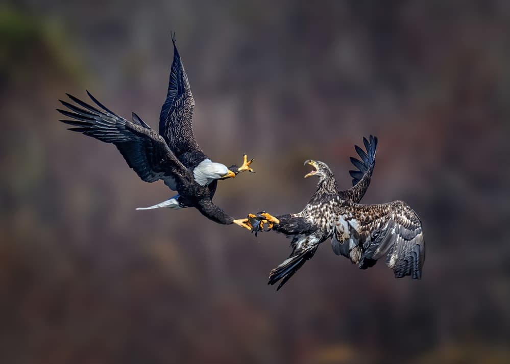 Fierce Eagle Encounter by Annie Poreider — canvas wall art