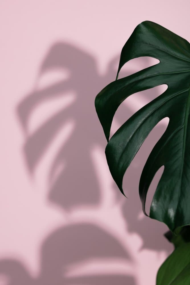 Monstera Pink Shadow by Pictufy Studio III — canvas wall art