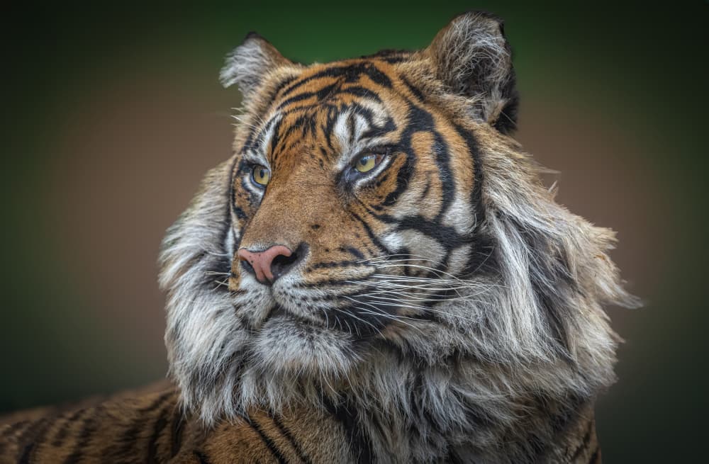 Wild Tiger Gaze by Jeffrey C. Sink — canvas wall art