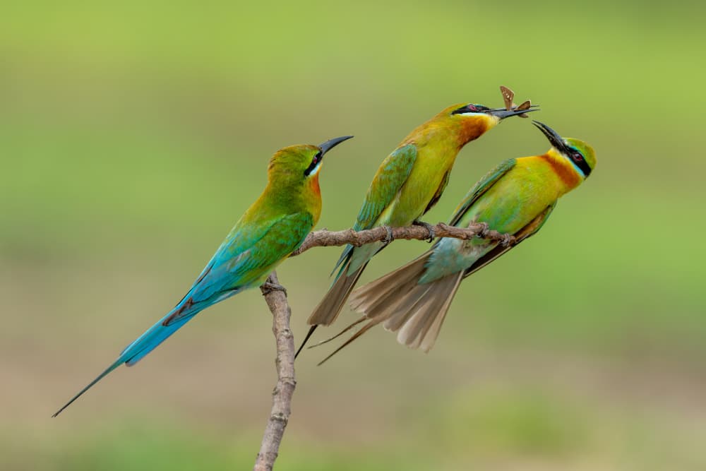 Bee-eaters Sharing a Meal by HuongHoang — canvas wall art