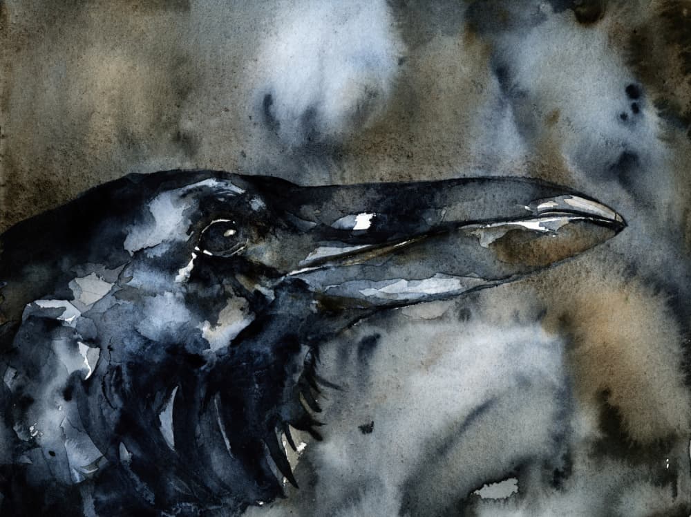 Dark Raven Profile by RodMacIver — canvas wall art