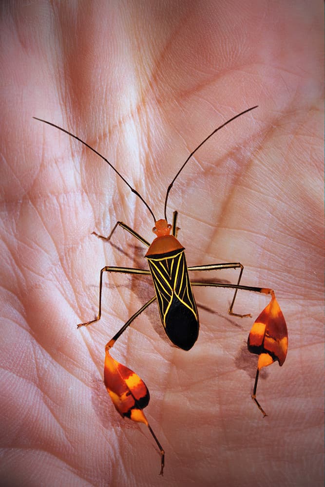 Exotic Leaf-Footed Insect by Jimmy Hoffman — canvas wall art