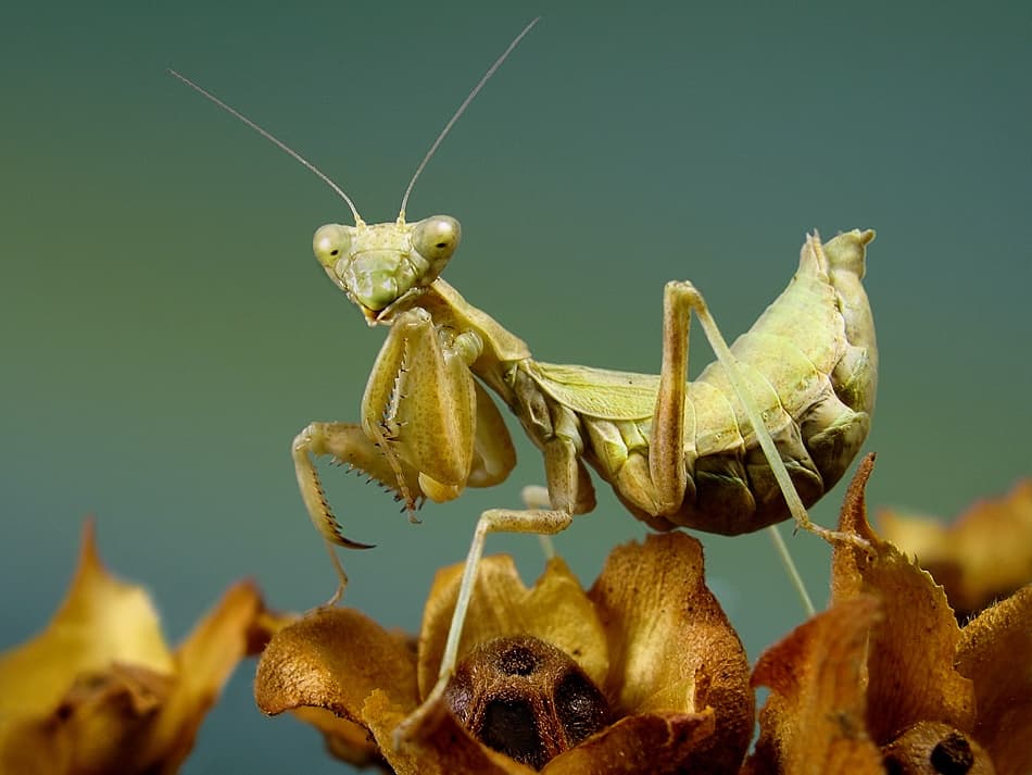 Curious Praying Mantis by Jimmy Hoffman — canvas wall art