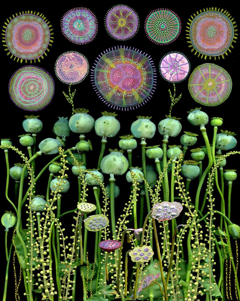 Poppy Pods and Mandalas by giovanna nicolo — canvas wall art