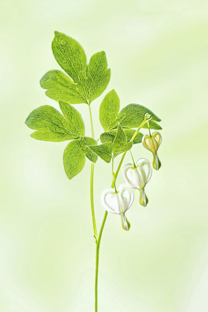Delicate White Bleeding Heart by Lucie Gagnon — canvas wall art