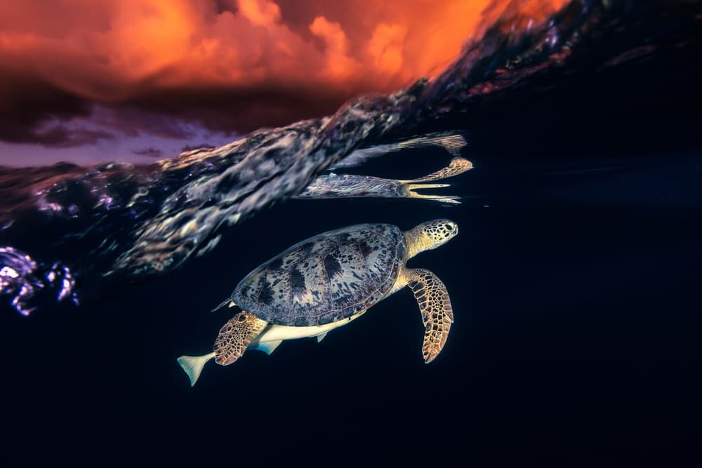 Sea Turtle Sunset Swim by Barathieu Gabriel — canvas wall art