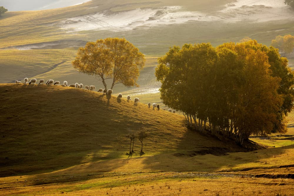Golden Hour Sheep Hills by Sally Widjaja — canvas wall art