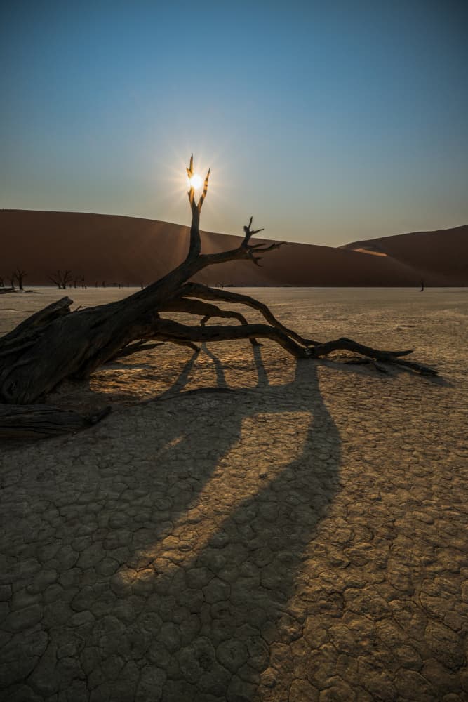 Desert Tree Sunburst by Isam Telhami — canvas wall art