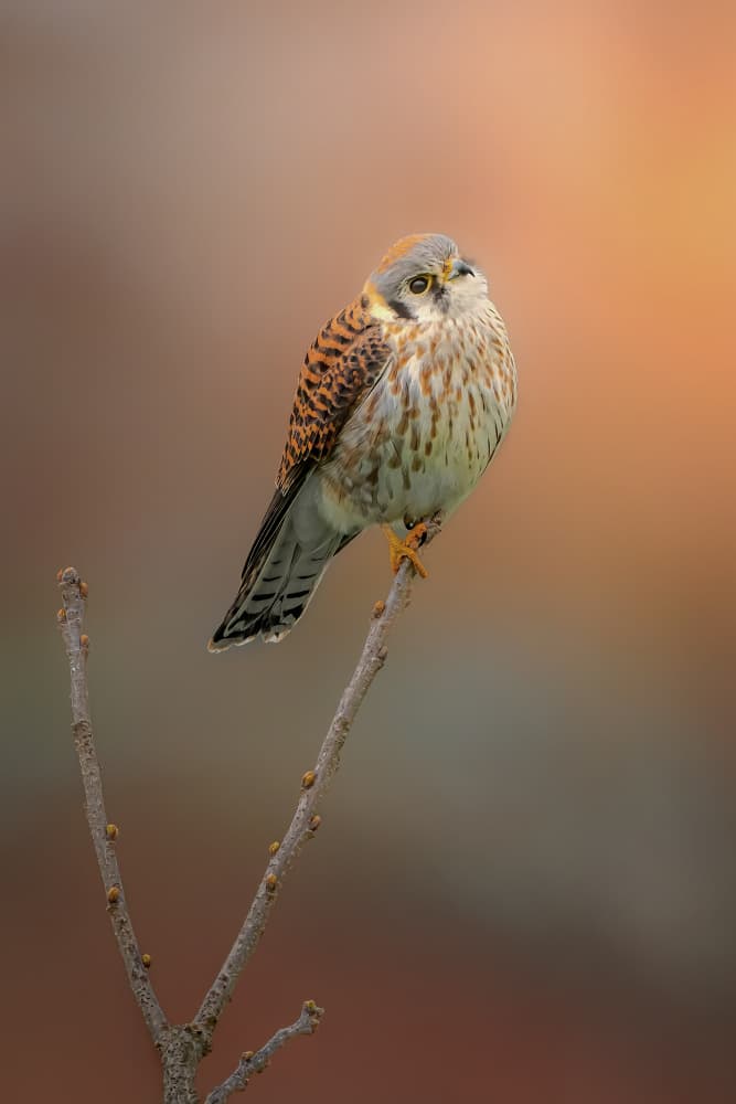American Kestrel Perched by Jacob (Jian) Xu — canvas wall art