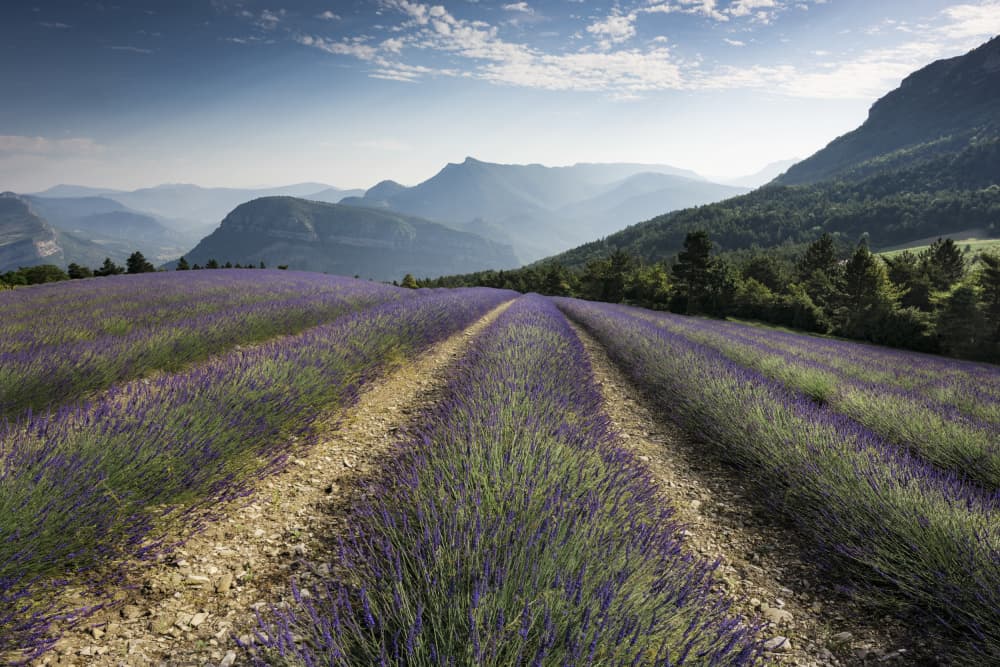 Lavender Hills by Stefan Hefele — canvas wall art