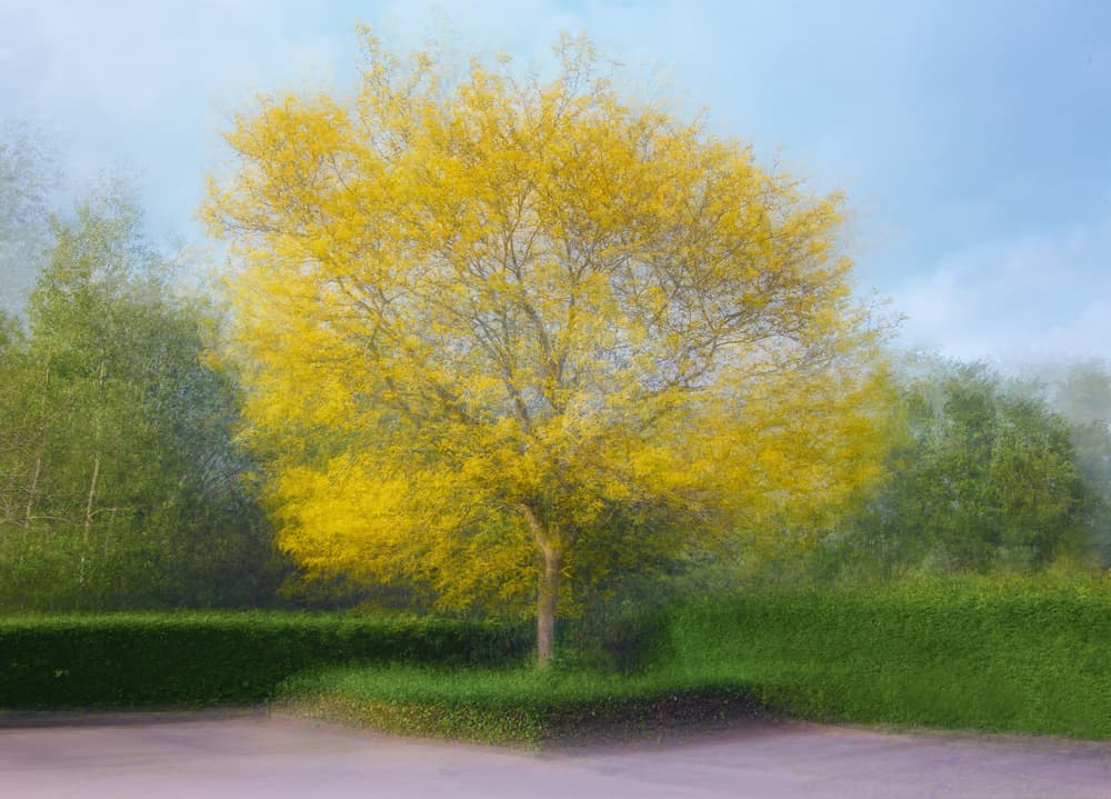 Soft Yellow Dream by Ytje Veenstra — canvas wall art
