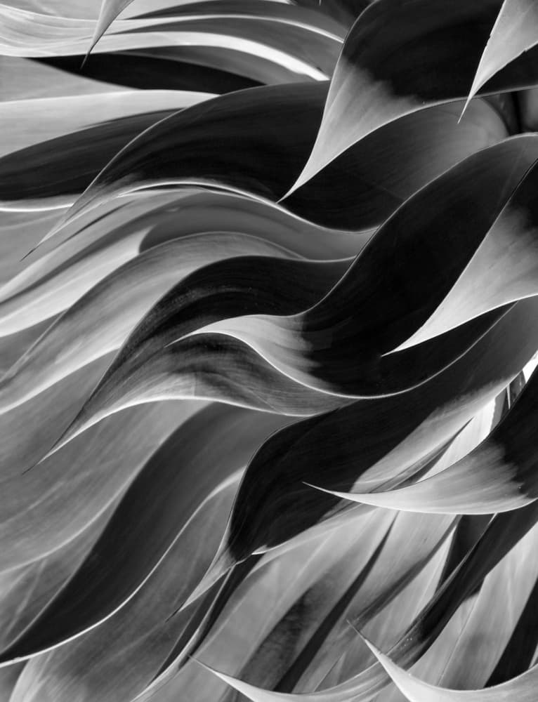 Monochrome Agave Flow by Robin Wechsler — canvas wall art