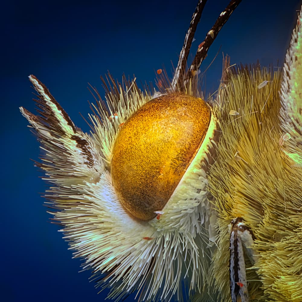 Golden Butterfly Eye Macro by Peter Davidson — canvas wall art