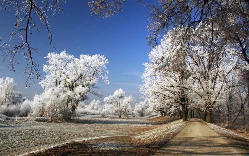 Frosted Winter Path by Jacek Stefan — canvas wall art